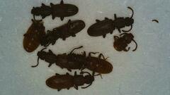 Oryzaephilus surinamensis