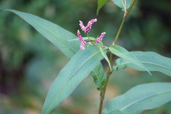 Persicaria extremiorientalis