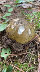 Amanita phalloides