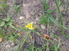 Moraea bellendenii