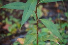 Persicaria extremiorientalis