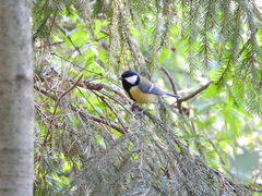 Parus major