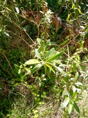 Baccharis punctulata