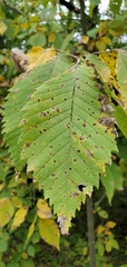 Ulmus