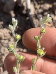 Lappula occidentalis