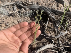 Lappula occidentalis