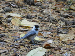 Poecile montanus