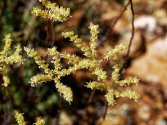 Petrosedum sediforme