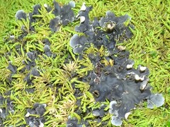 Peltigera praetextata