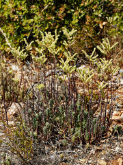Petrosedum sediforme