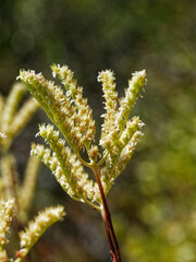 Petrosedum sediforme