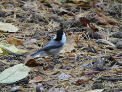 Poecile montanus