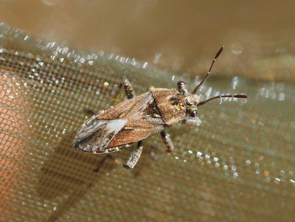 stalked-eyed groundbug