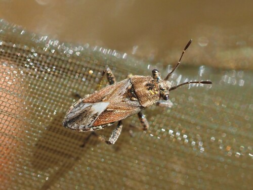 stalked-eyed groundbug