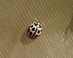 Tytthaspis sedecimpunctata