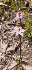 Thelymitra luteocilium