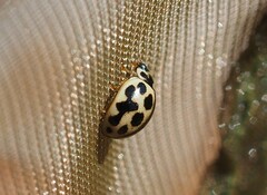 Tytthaspis sedecimpunctata