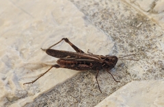 Chorthippus maritimus