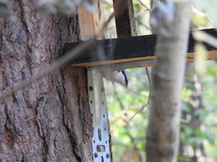 Sitta europaea