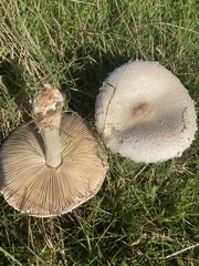 Macrolepiota mastoidea