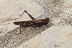 Chorthippus maritimus