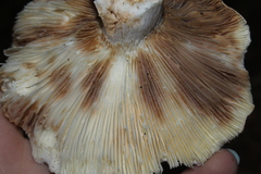 Heterophyllidia