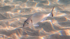 Sparus auratus