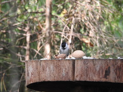 Poecile montanus