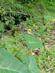 Psolodesmus mandarinus mandarinus
