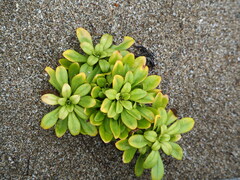 Lysimachia mauritiana
