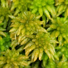 Sphagnum