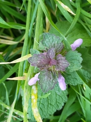 Lamium purpureum