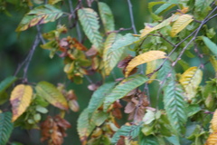 Carpinus caroliniana