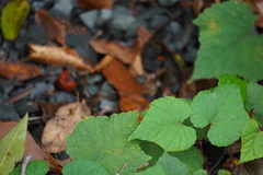 Ampelopsis glandulosa