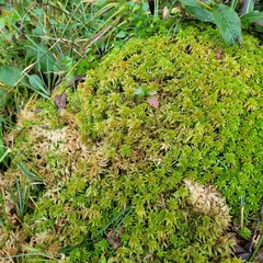 Sphagnum