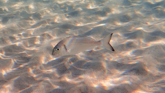 Sparus auratus