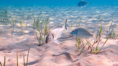 Sparus auratus