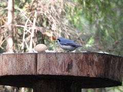 Sitta europaea