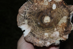 Heterophyllidia