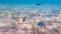Sparus auratus