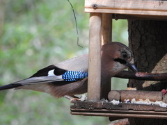 Garrulus glandarius