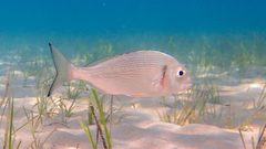 Sparus auratus