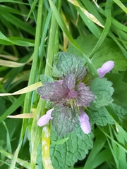 Lamium purpureum