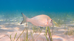 Sparus auratus