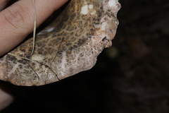 Heterophyllidia