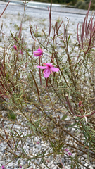 Chamaenerion dodonaei
