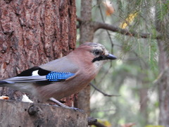 Garrulus glandarius