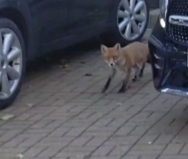 Vulpes vulpes crucigera