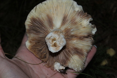 Heterophyllidia