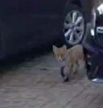 Vulpes vulpes crucigera